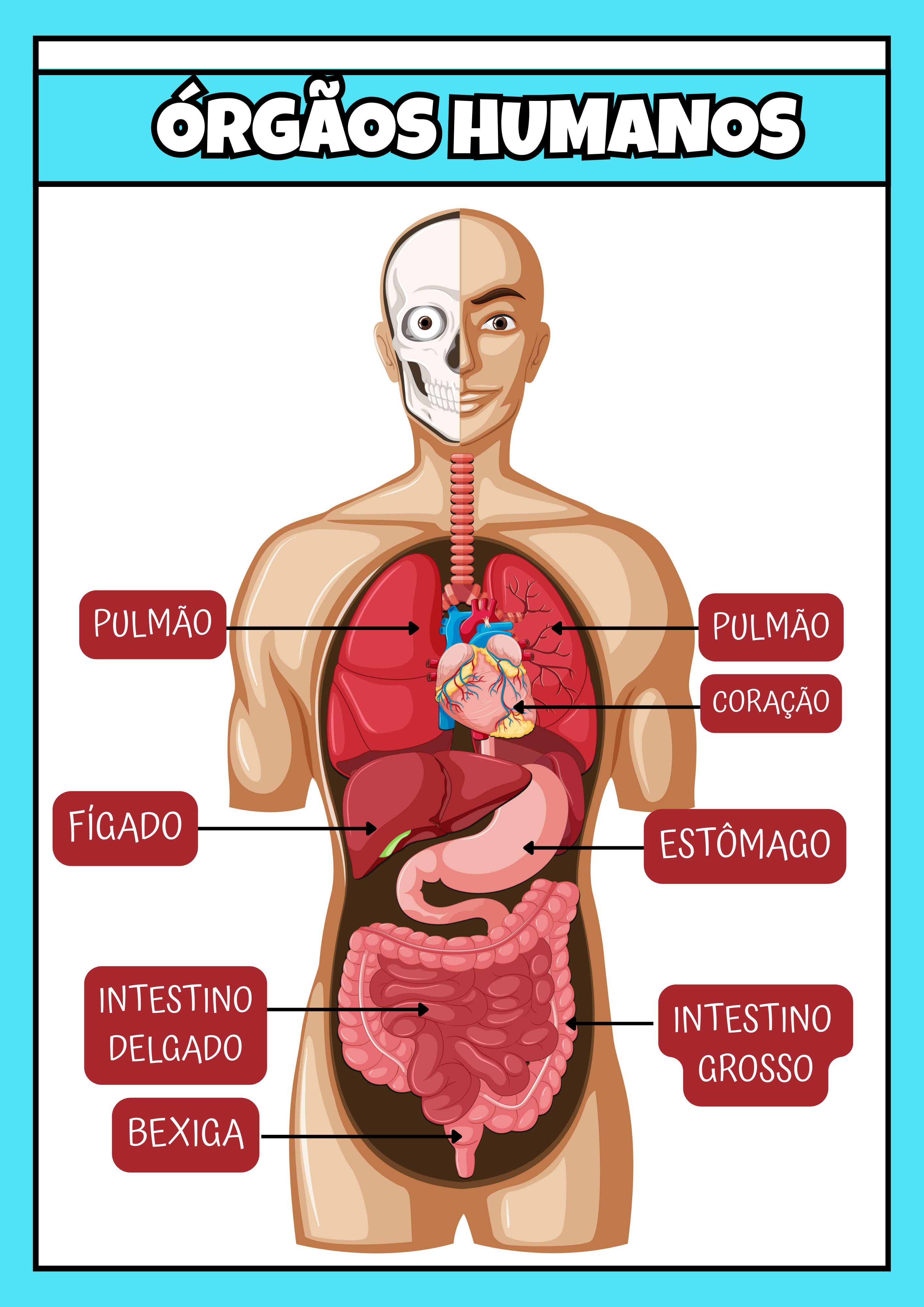 Corpo Humano: Kit Educativo: Cartazes e Atividades – Arrisque e Rabisque